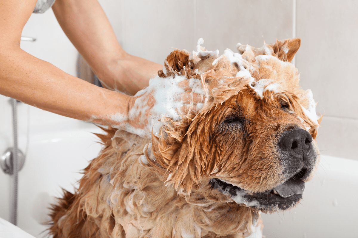The Best Dog Shampoo for Shedding to Help Manage Shedding Better