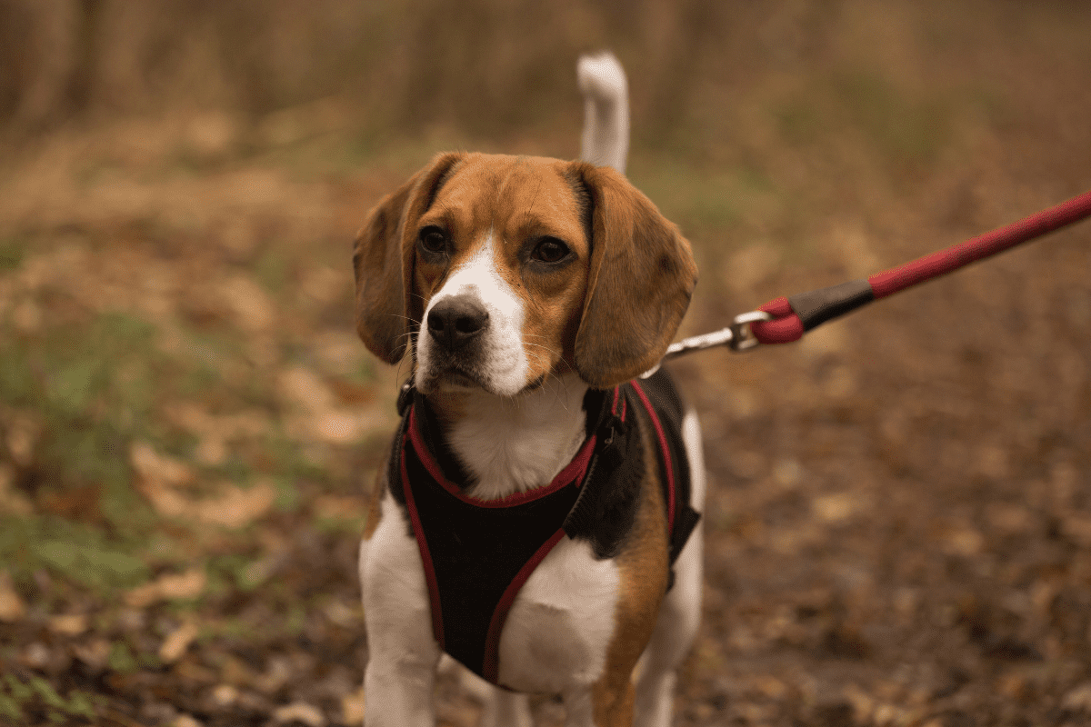 Get These Escape Proof Dog Harness For The Houdini In Your Life