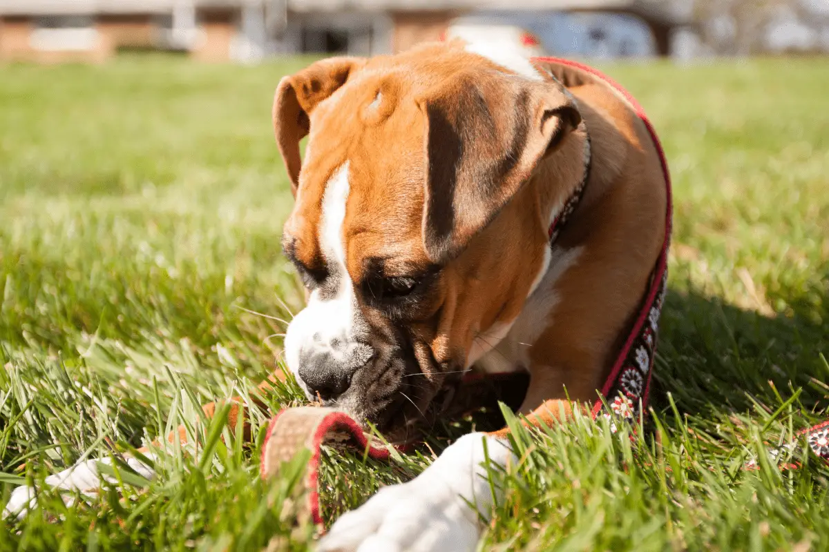 Finding the Right Chew Proof Dog Leash for Safe and Secure Walks