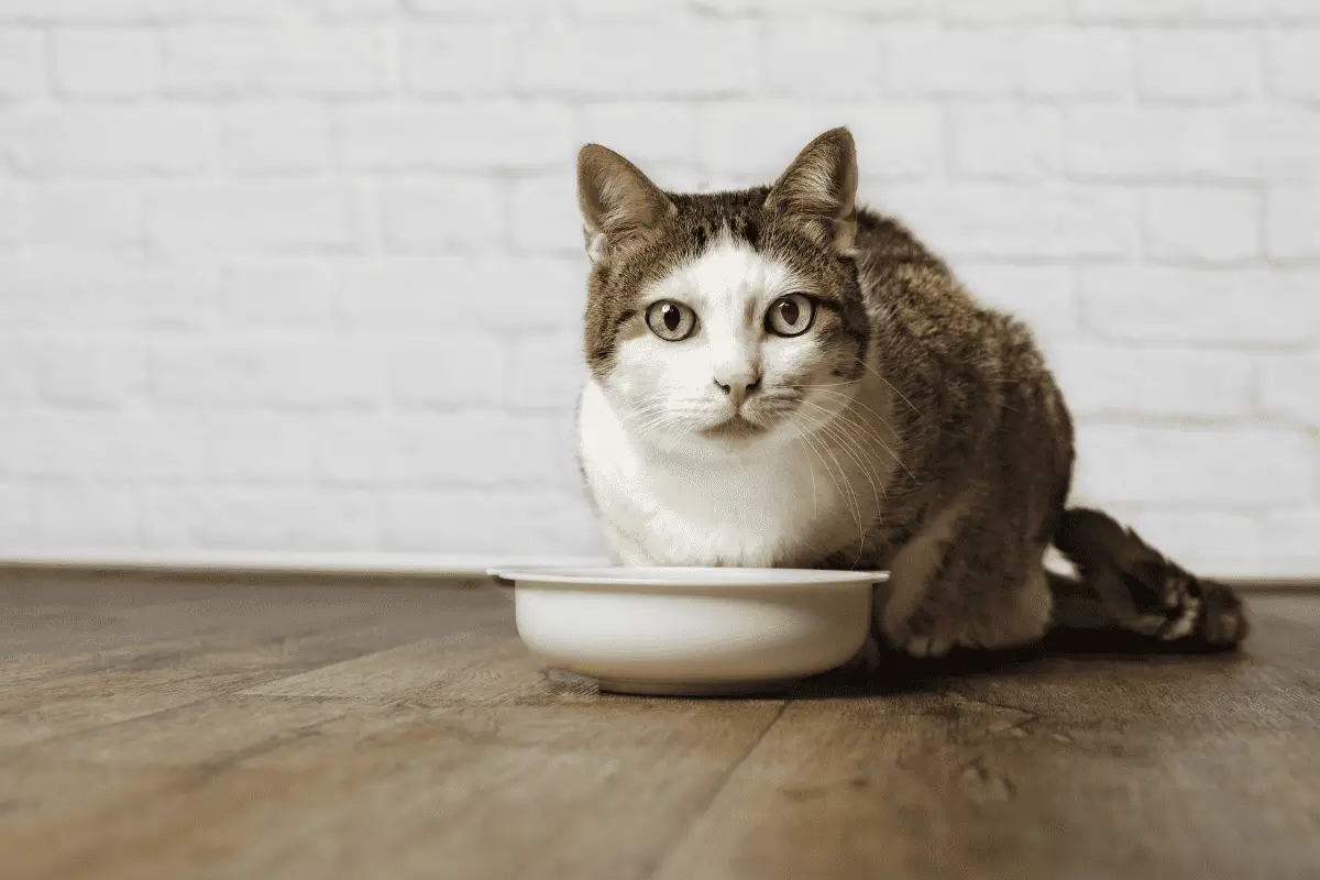 Ant Proof Cat Bowl To Keep Bugs Out Of Your Pet’s Food