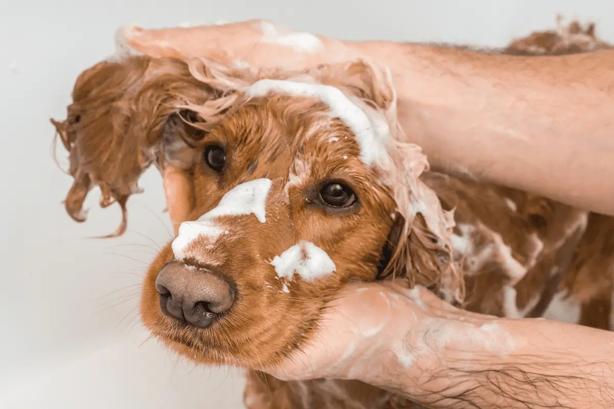 The Best Hypoallergenic Dog Shampoo for Sensitive Skin