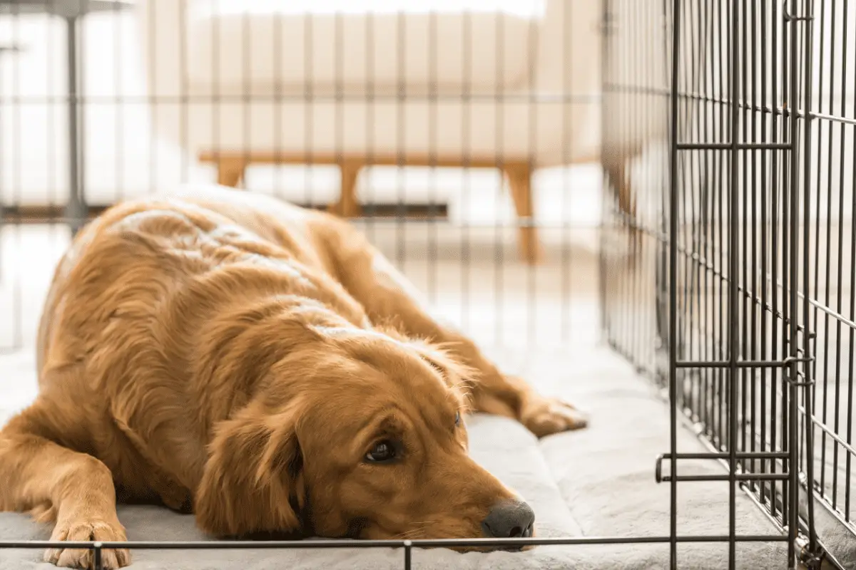 You Might Need Chew Proof Dog Crates, But Only For The Right Reasons