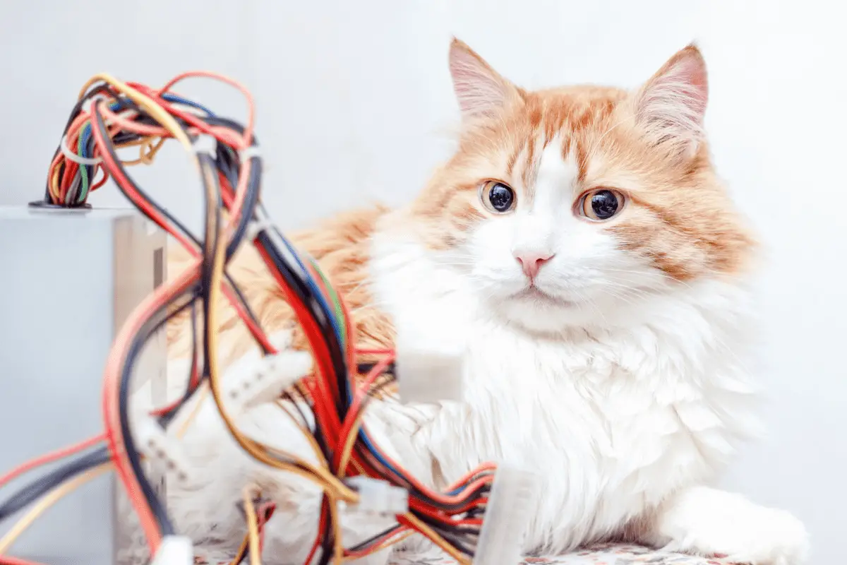 How To Cat Proof Wires and Cords: 3 Ways To Do It Yourself