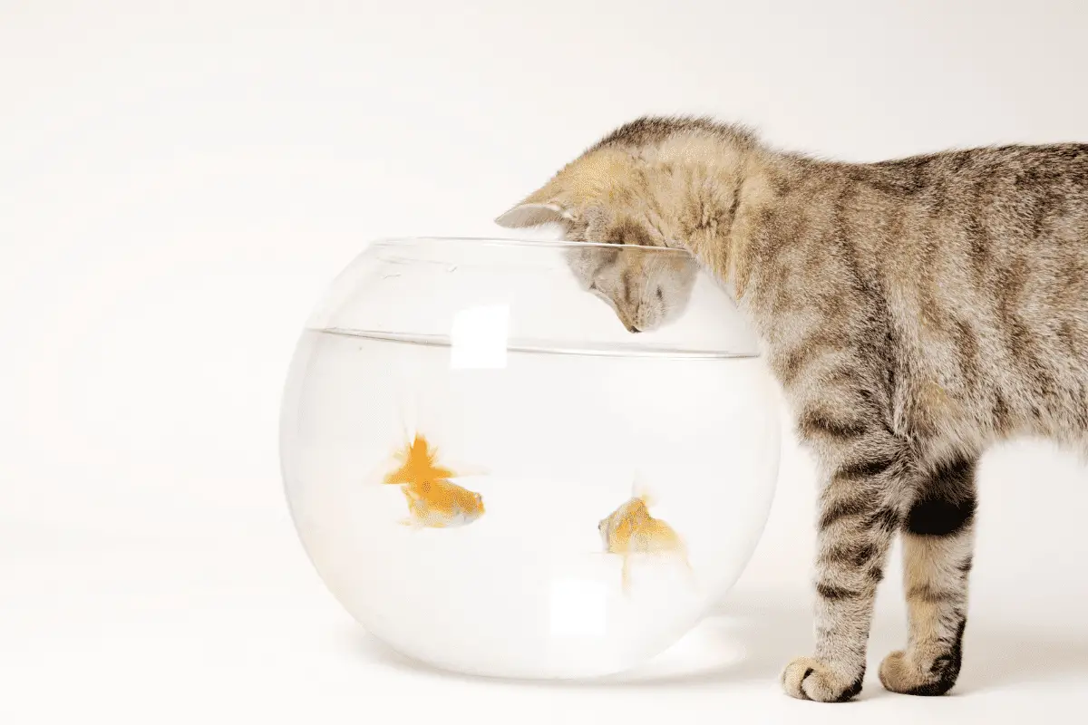 Playing The Cat And Fish Game: Finding A Cat Proof Fish Tank For Your Curious Feline